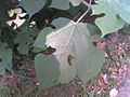 Lobed leaves