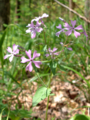 Thumbnail for version as of 19:54, 7 March 2008