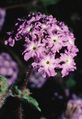 Abronia villosa