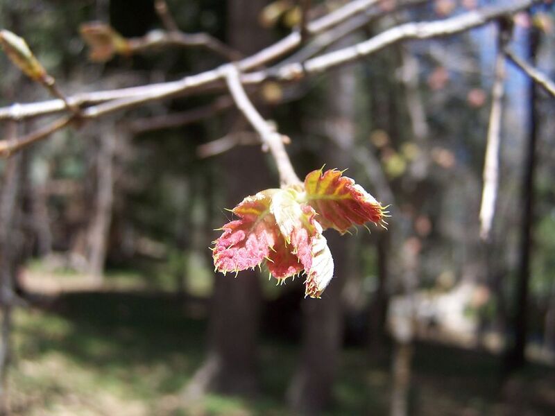 File:1024px-100 2453.jpg