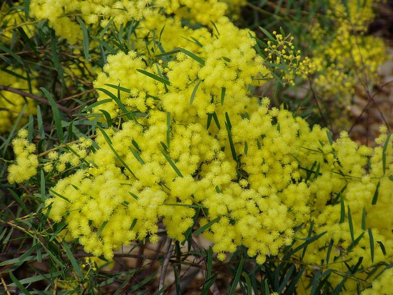 File:1024px-Acacia fimbriata 02.jpg