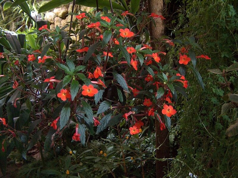 File:1024px-Achimenes erecta flores et folia.jpg