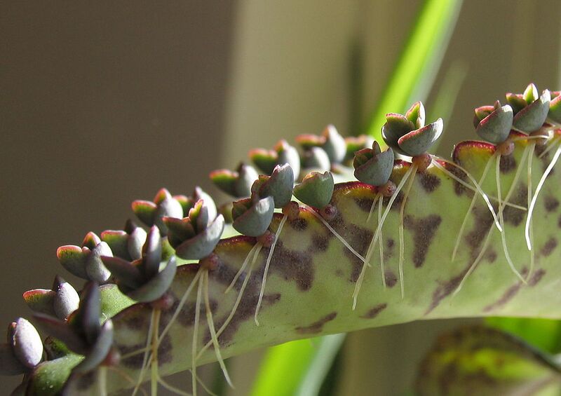 File:1024px-Bryophyllum daigremontianum nahaufnahme1.jpg