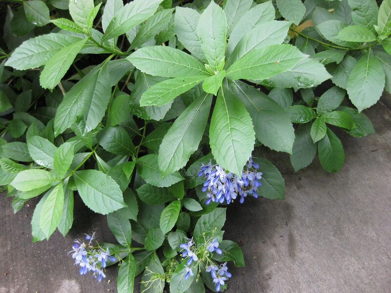 File:1280px-IMG 1183 bbg09.jpg