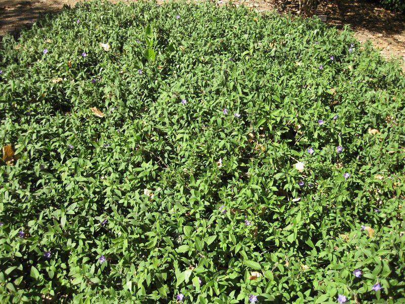 File:1280px-IMG 1929 hunt09oct.jpg