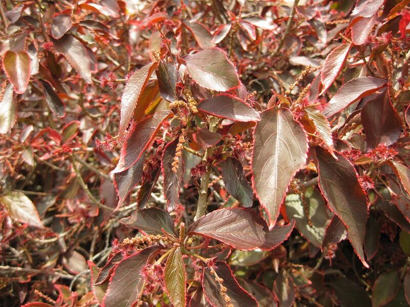 File:1280px-IMG 7517 hunt09jun.jpg