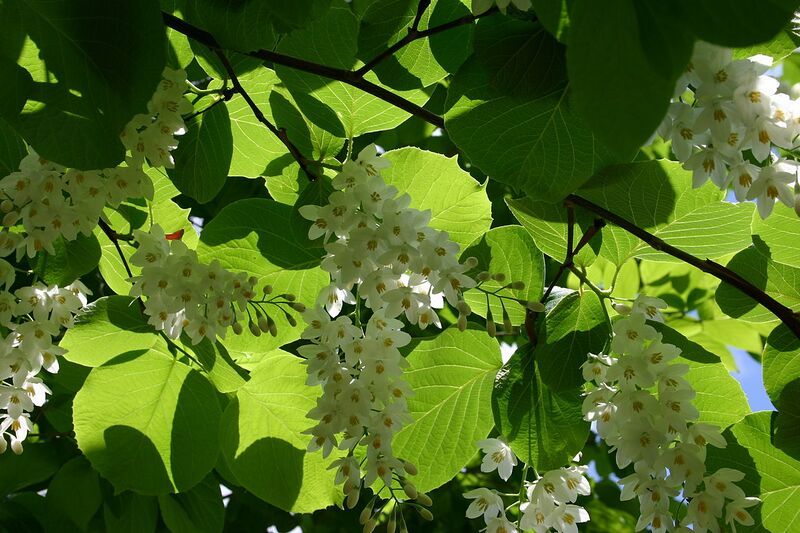 File:1280px-Styrax obassia flowers 001.JPG