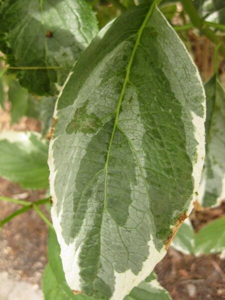 File:576px-IMG 7280 hunt09jun.jpg