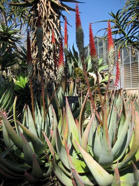 File:Aloe petricola-IMG 0286 hunt07.jpg