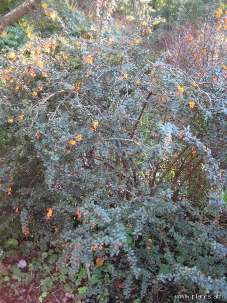 File:Berberis darwinii-IMG 7080 sfbg0308.jpg