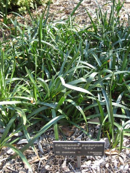 File:Calostemma purpureum-garland lily-IMG 0883 hunt07.jpg