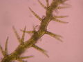 Thumbnail for version as of 10:28, 23 May 2007