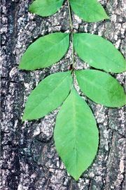 Green Ash leaf and bark