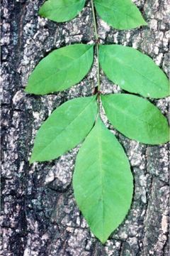 Green Ash leaf and bark