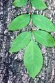 Bark and leaf