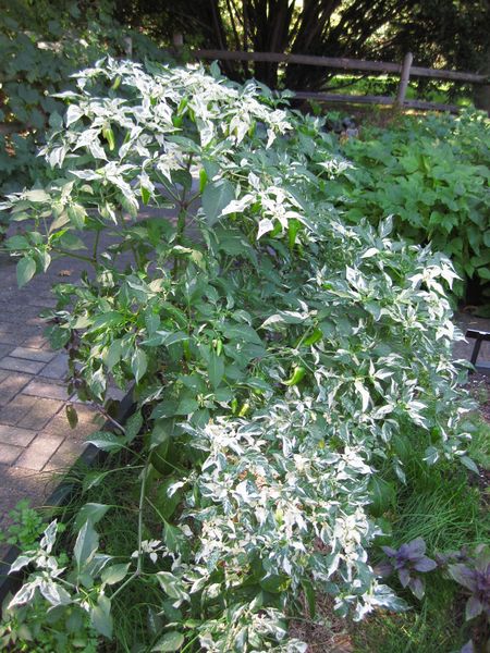 File:IMG 0366 nybg09.jpg