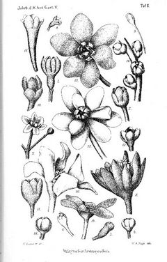 Illustration 17: Dicypellium caryophyllatum