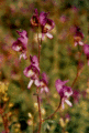 Thumbnail for version as of 04:26, 24 January 2008