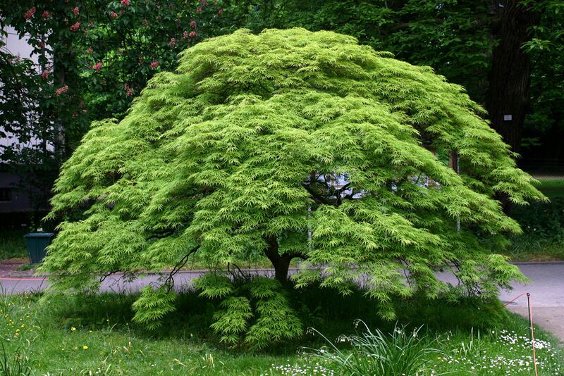 File:1024px-Acer.palmatum.jpg