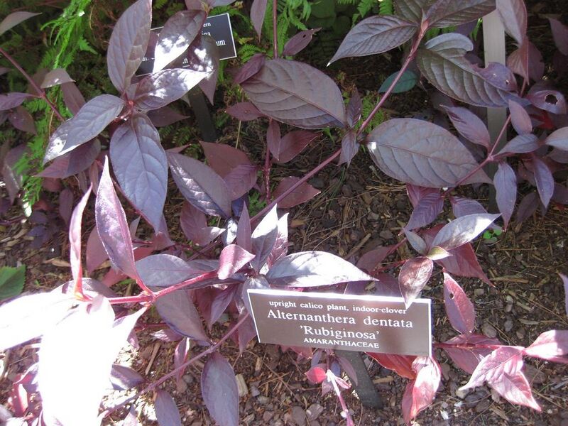 File:1024px-IMG 0105 nybg09.jpg