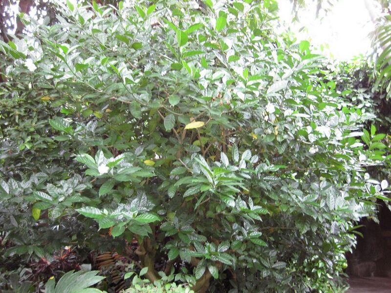 File:1024px-IMG 1204 bbg09.jpg