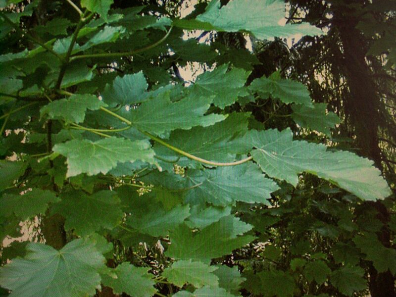 File:1280px-Acer velutinum.JPG