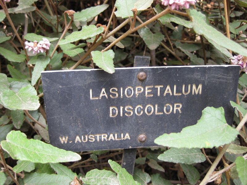 File:1280px-IMG 4592 hunt0904.jpg