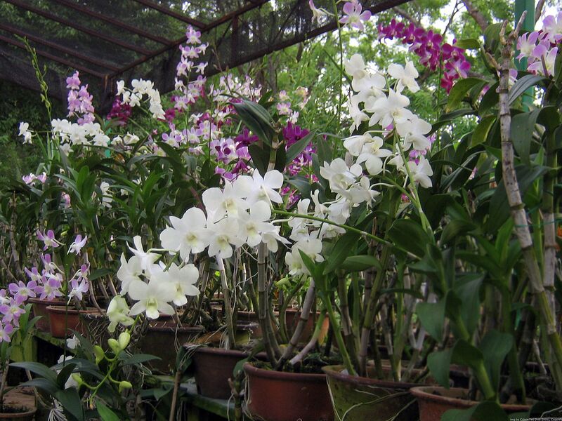 File:1280px-Orchid plants.jpg