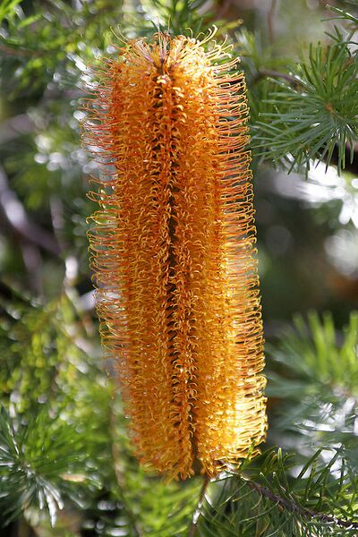 File:512px-Banksia flower02.jpg