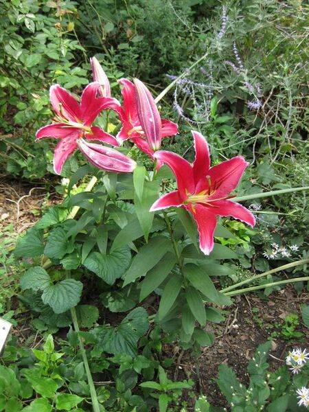 File:576px-IMG 0713 bbg09.jpg