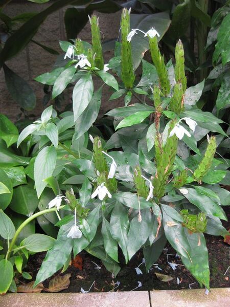 File:576px-IMG 7567 hunt09jun.jpg