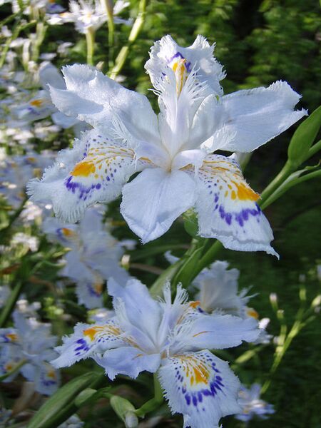 File:576px-Iris japonica3.jpg