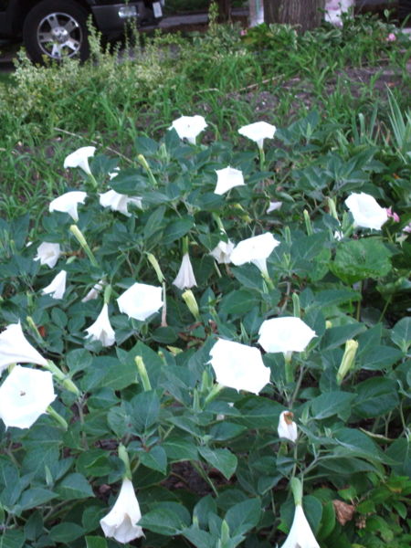 File:Angel trumpet (Hindu datura) in the garden-2788.jpg