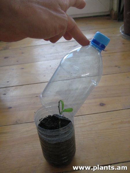 File:Bottle-propagation IMG 0270.jpg