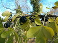 Thumbnail for version as of 06:19, 12 November 2007