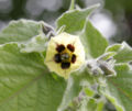 Gooseberry flower