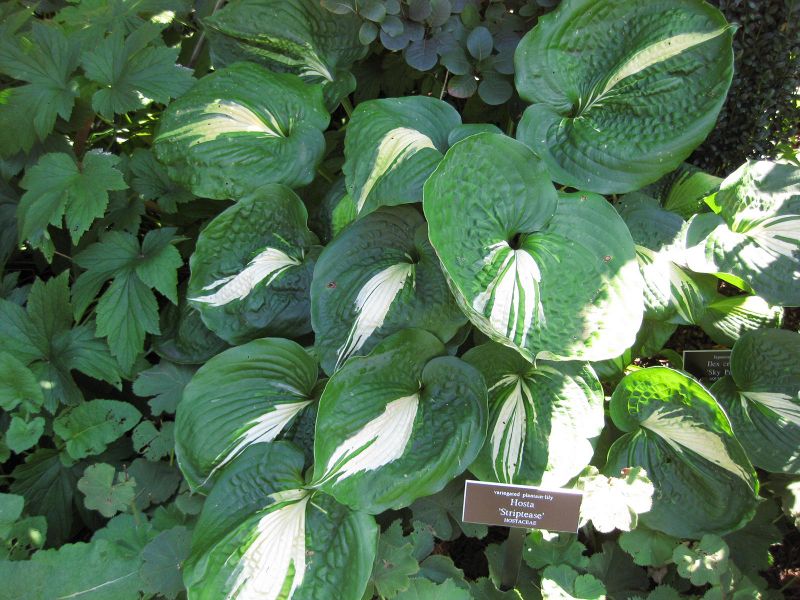 File:IMG 0166 nybg09.jpg