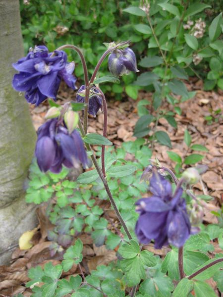 File:IMG 5203 hunt0904.jpg