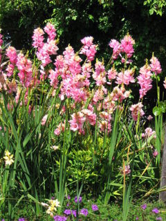 Ixia