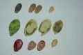 Melon seeds