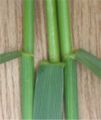 Ligula
