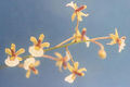 Thumbnail for version as of 12:45, 2 May 2007