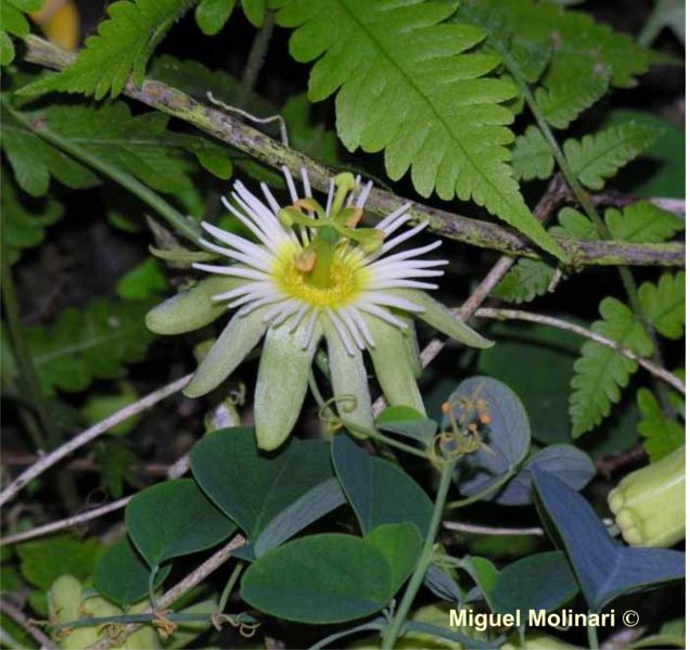 File:Passiflora arbelaezii L. Uribe..jpg
