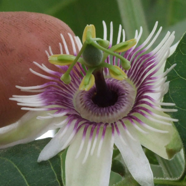 File:Passiflora morifolia - D8-04-7208 Crop2.jpg