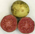 Ripe guava fruit