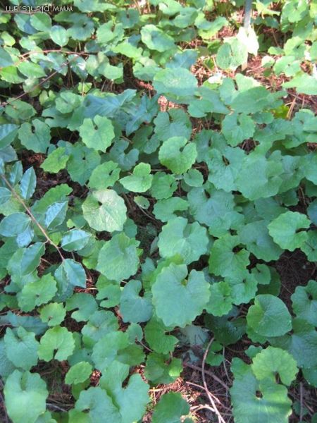 File:Rodgersia tabularis-IMG 7843 sfbg0308.jpg