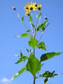Thumbnail for version as of 18:13, 14 October 2007