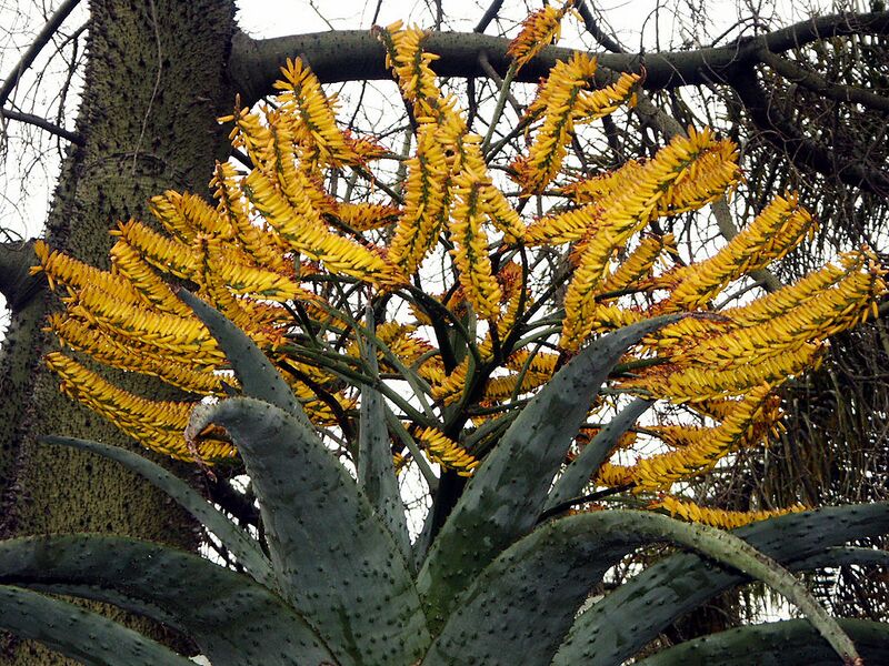 File:1024px-Aloe Marlothii,Huntington Desert Garden.jpg