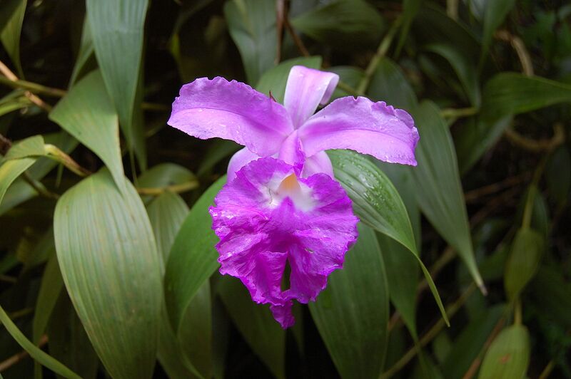 File:1280px-2007 sobralia macrantha.jpg