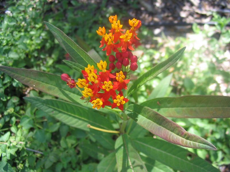 File:1280px-Asclepias curassavica.jpg